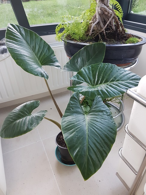 Alocasia gigantea 17012017.jpg