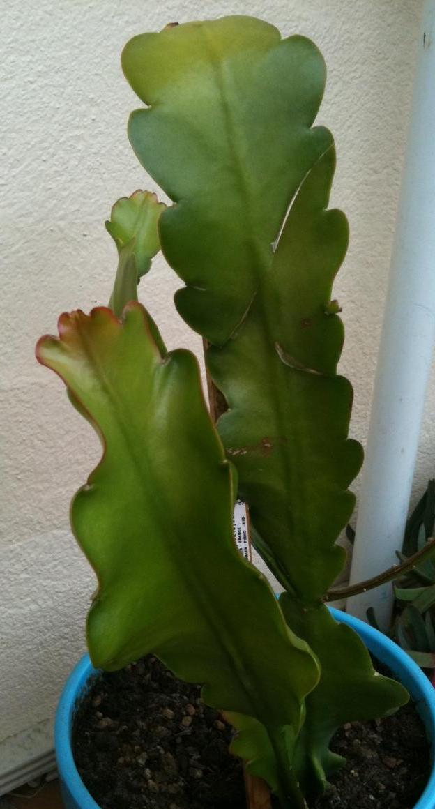 bouture faite à partir de la plante du dessus