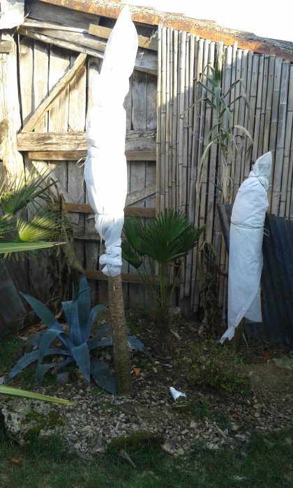 Les cordylines sont emmitouflées,j'espère que ça sera suffisant.