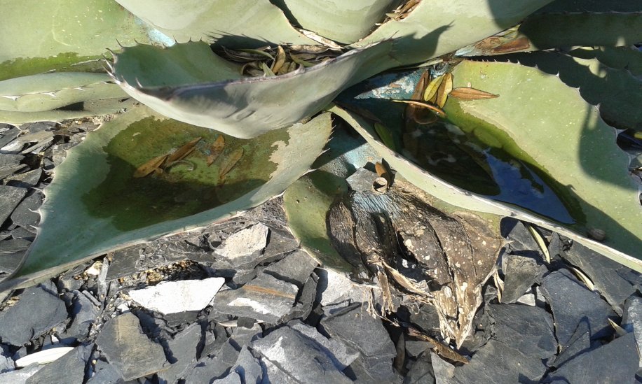 Bon test aussi pour ovatifolia les feuilles pleines d'eau glaçée