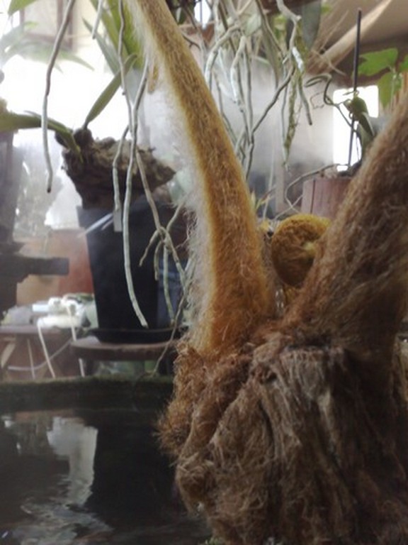 cibotium 1.jpg