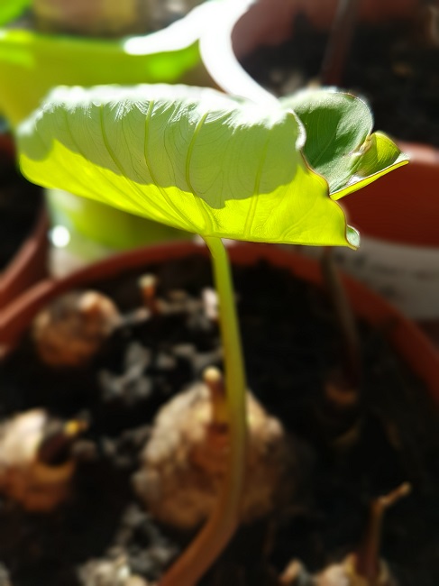 colocasia esculenta 23012017.jpg