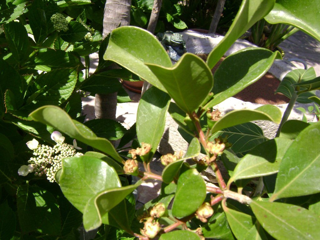 DSC03111 psidium littorale chez Joël.jpg