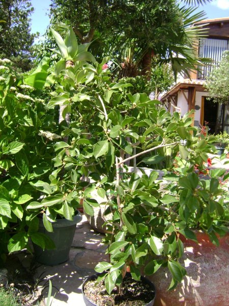 DSC03110 psidium littorale.jpg