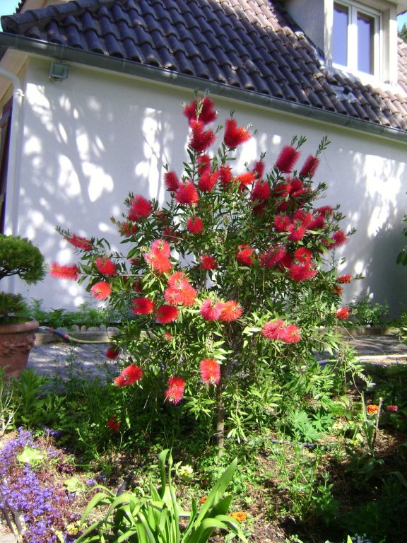 DSC03105Callistemon laevis à Préfailles.jpg