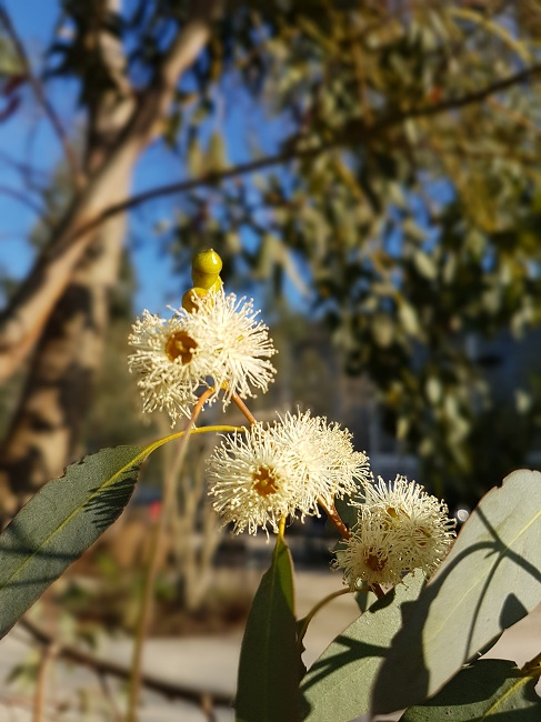 Eucalyptus Nantes 24012017 (5).jpg