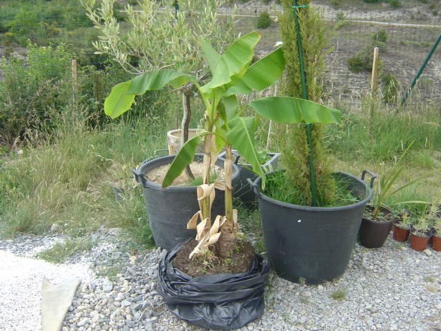 musa 001.jpg