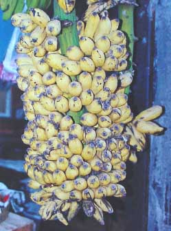 musa_chinichampa_ripe_fruits.jpg