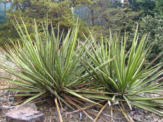 Yucca-baccata-Small.jpg