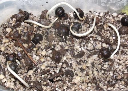 Germination thritrinax campestris