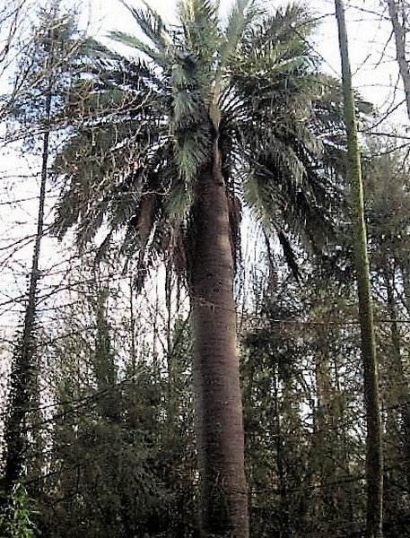 jubaea de garlan (morlaix) (Copier).jpg