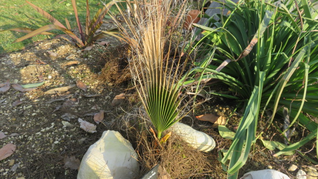 washingtonia robusta après -8°c