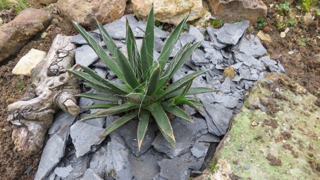 l'Agave toumeyana