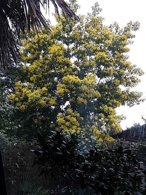 Mimosa Nantes fevr 2017 (1).jpg