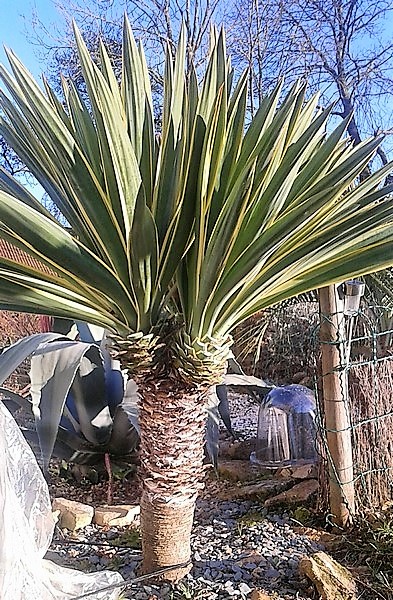 yucca gloriosa variegata (Copier).JPG