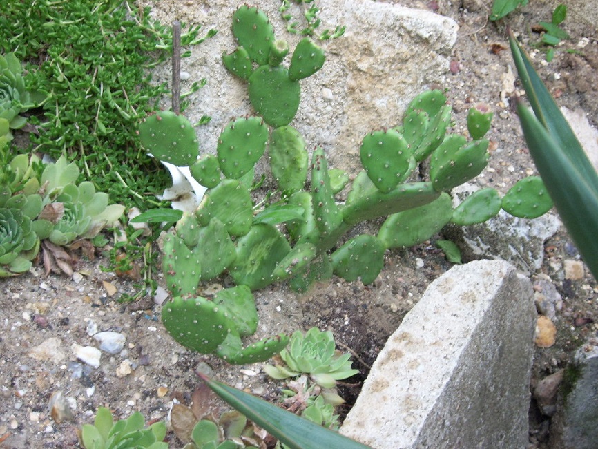 Opuntia mystère.JPG