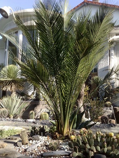 M Communis 3.jpg
