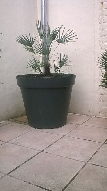 Chamaerops humilis 'cerifera'