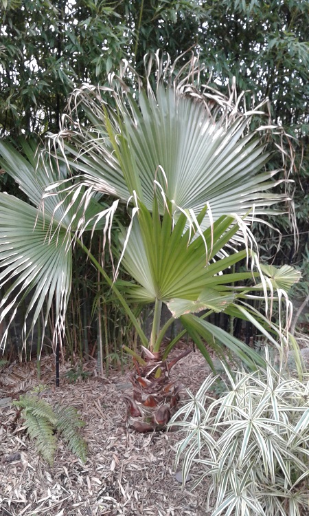 Livistona chinensis.jpg