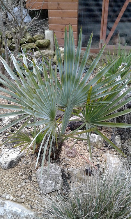 Brahea Decumbens.jpg