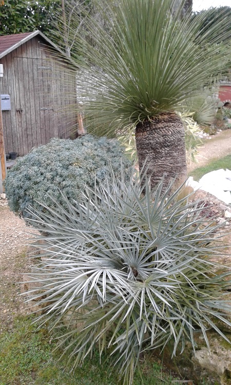 Cerifera et Dasy ....jpg