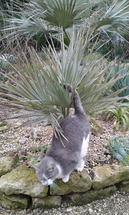 Nannorrhops ... merci le chat !...jpg