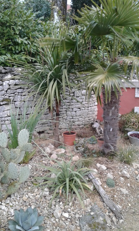 Trachy et cordyline .....jpg