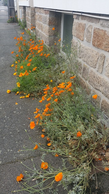 Nantes ma rue en fleurs (6).jpg