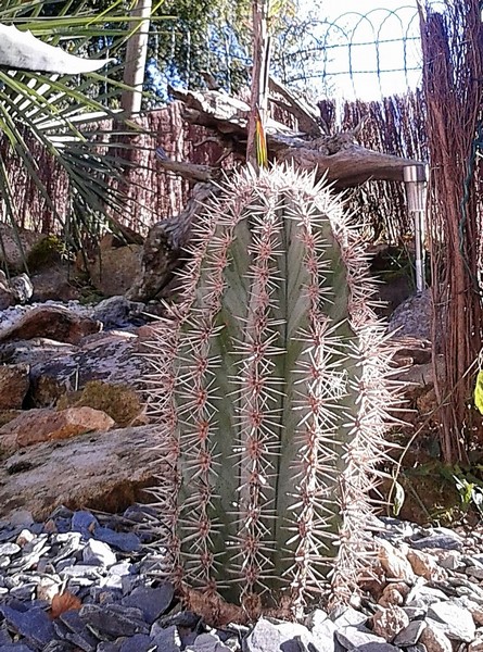 pachycereus pringleii (Copier).JPG