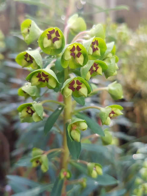 Euphorbe characias 05032017 (1).jpg