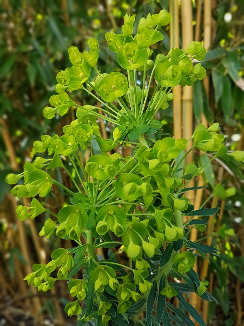 Euphorbe characias 05032017 (4).jpg