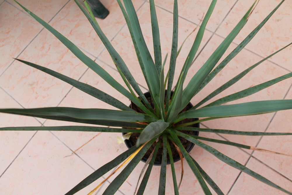 yucca flaccida golden sword X Yucca rigida  (1).JPG
