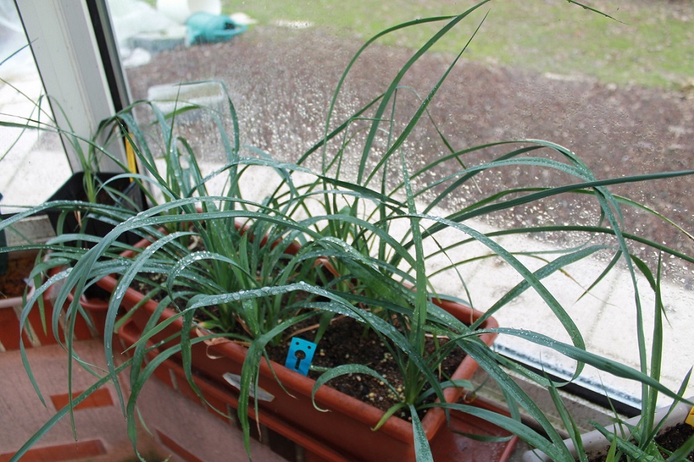 yucca recurvifolia X Yucca rigida.JPG