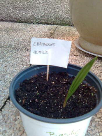 PLANTULECHAMAEROPSHUMILIS.JPG