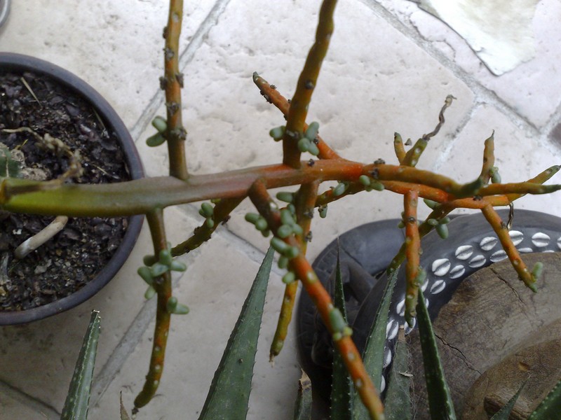 Graines Tepe X Radi.jpg