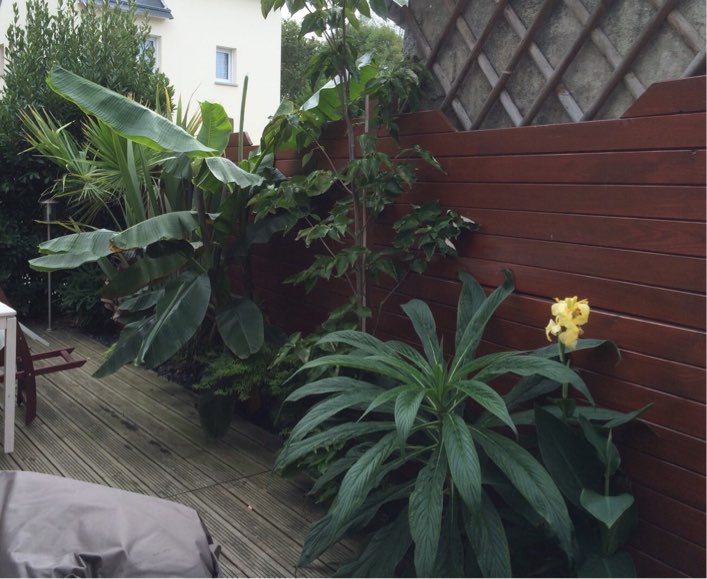 Cornus venus, musa sikimensis, phormium tenax, et au fond washingtonia filifera