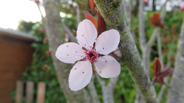 Prunus cerasifera