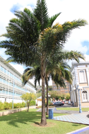 Martinique 425.JPG