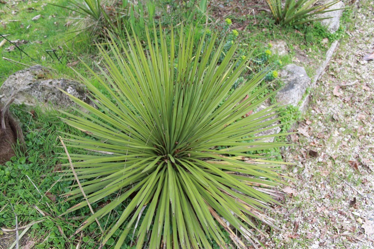 yucca queretaroensis X yucca filifera (1).JPG