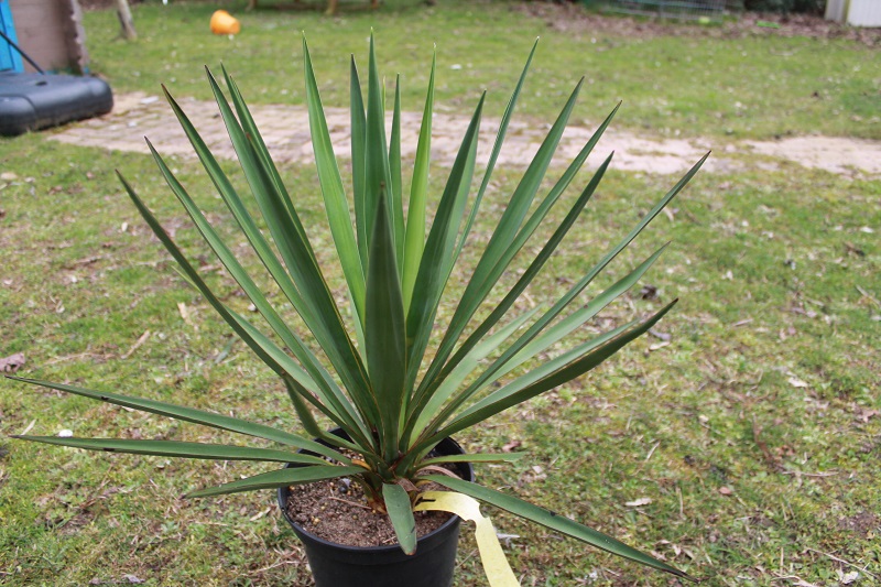 yucca gloriosa x Yucca treculeana (3) - Copie.JPG