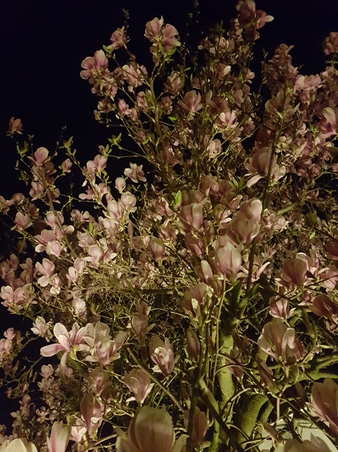 Magnolias by night mars 2017 (7).jpg