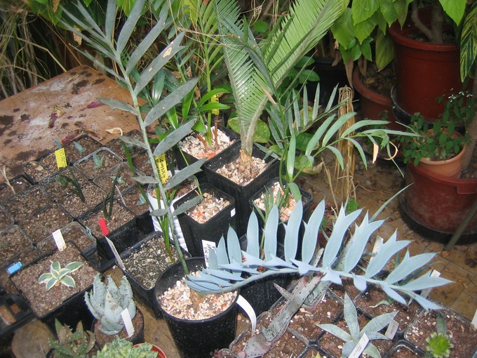 E horridus 06 (1) [680x640].JPG