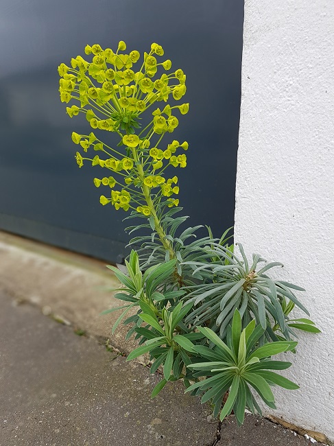 Fleur de béton mars 2017.jpg