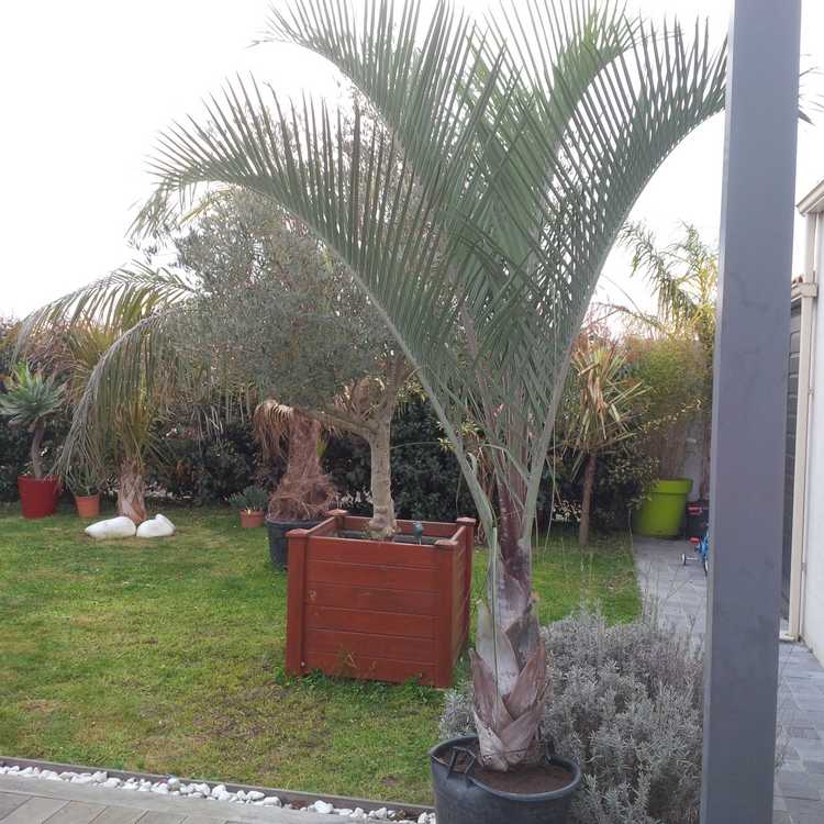 dypsis 1.jpg