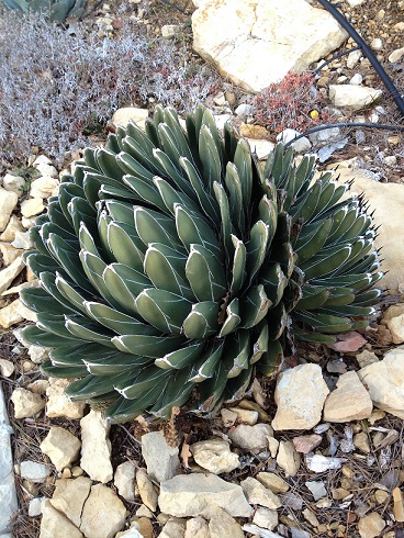 Mon jardin !