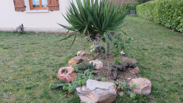 massif yucca