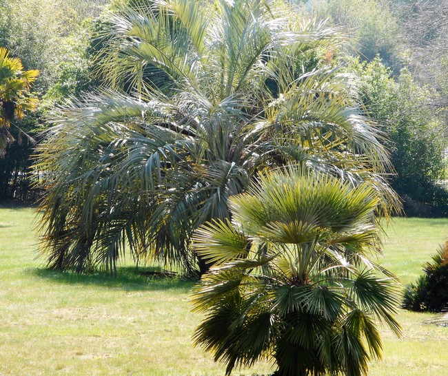 butia yatay+humilis monocaule (Copier).JPG