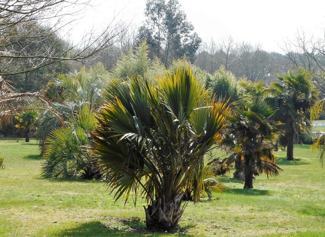 sabal bermudana+butia eriospatha (Copier).JPG