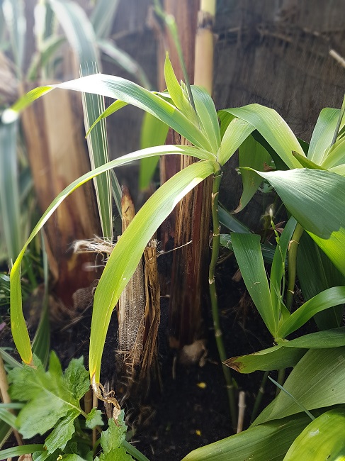 Iris confusa mars 2017 (4).jpg