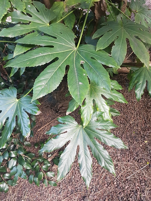 Fatsia japonica Atlantis 25032017 (2).jpg